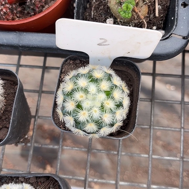 y***爸我也不知道我为什么要