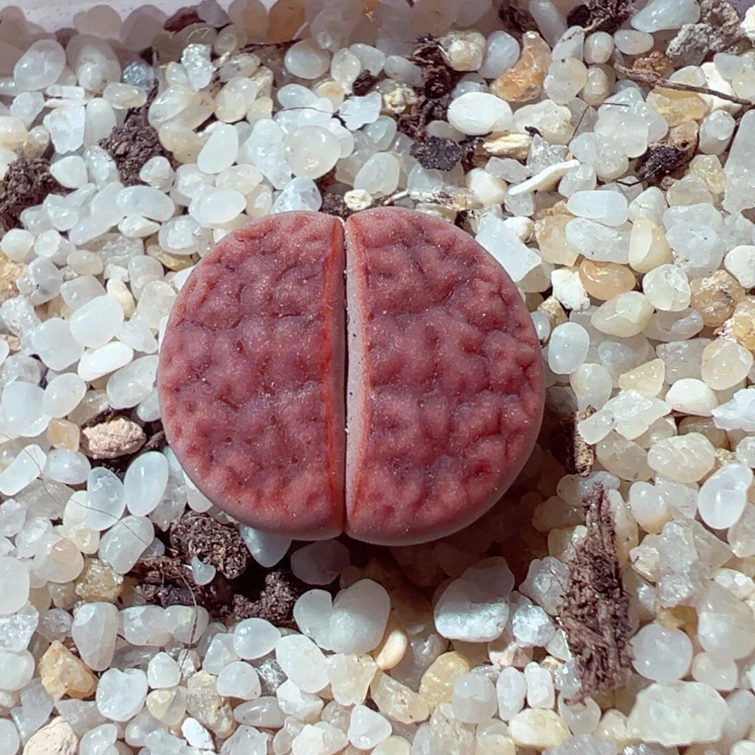 924-725多肉多肉阿克玫瑰