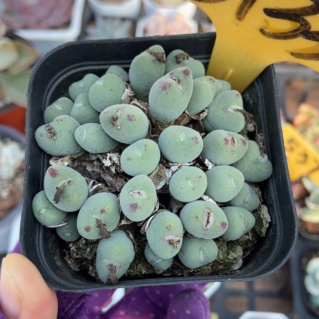 6133肉锥多肉植物