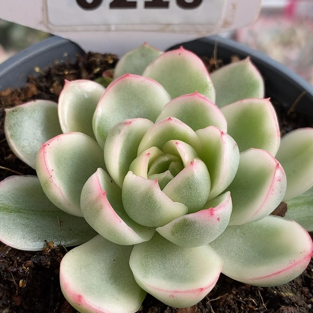 218黄玫瑰哈哈哈哈哈哈