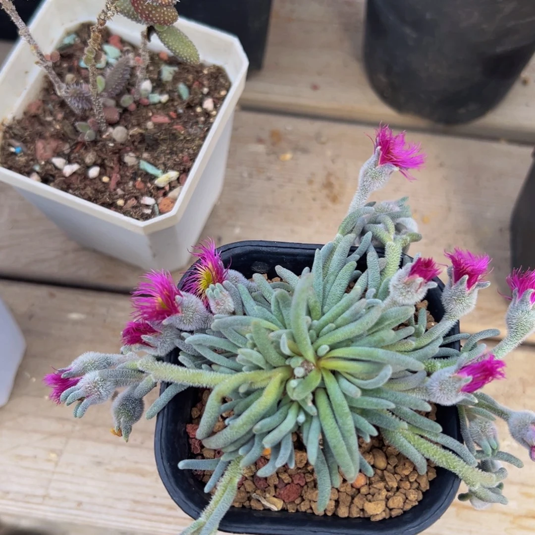 维**贝淡青霜多肉植物带盆土