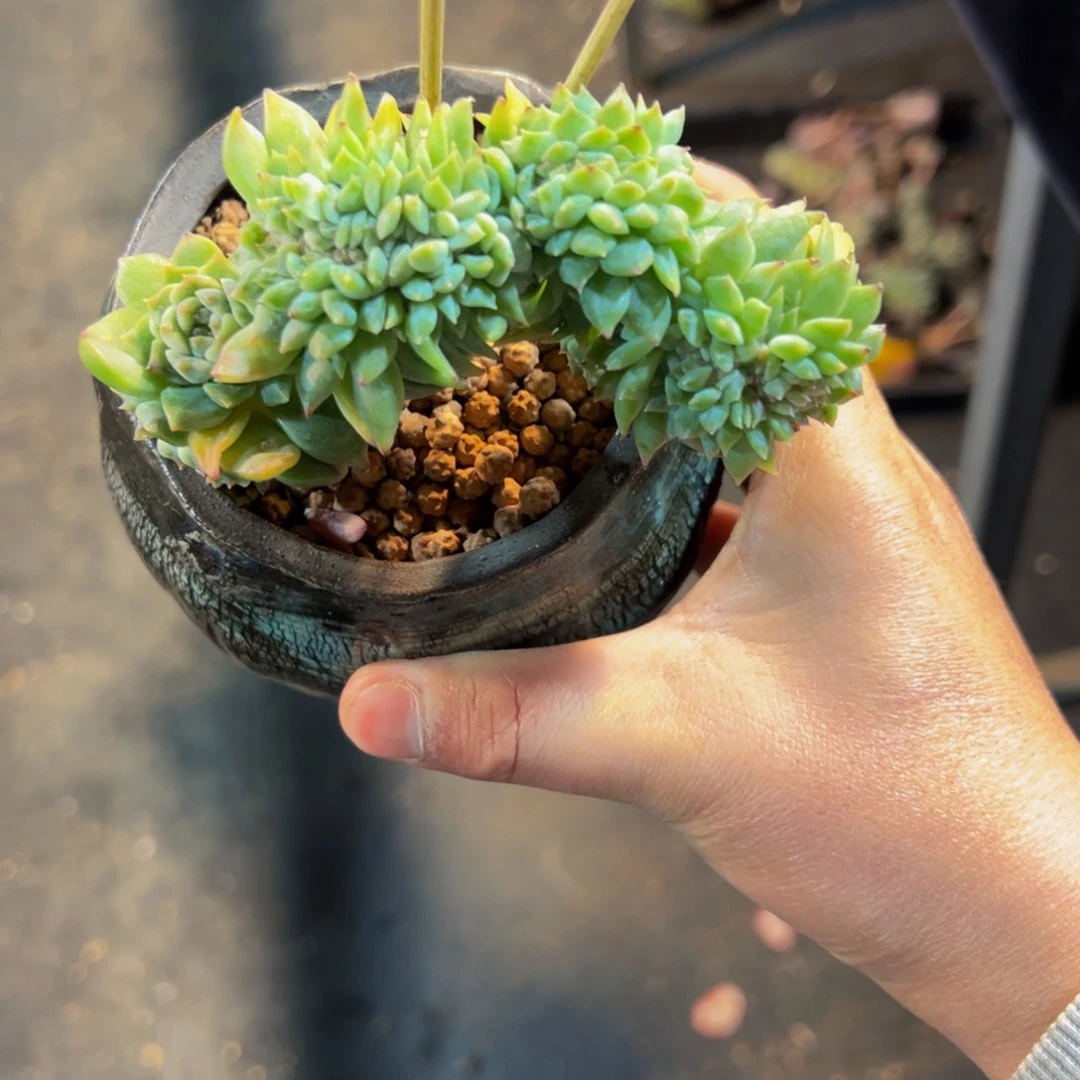 绿体冰魄朵朵带缀