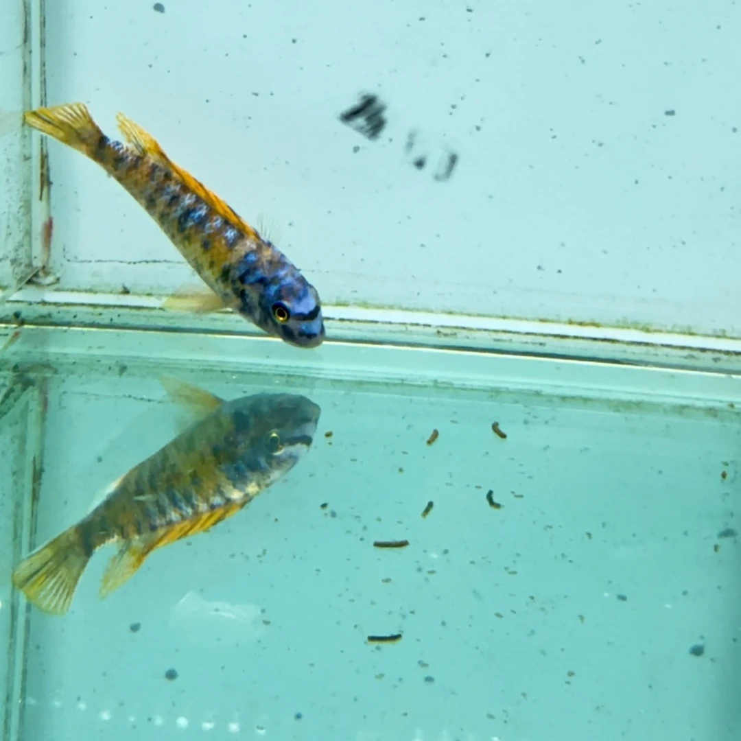 慈鲷425松比西。