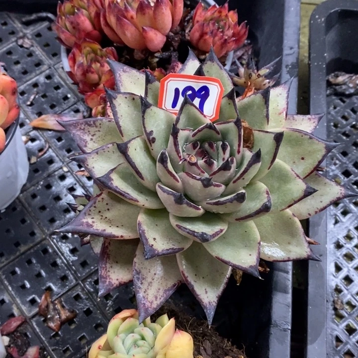 ?***?原始乌木多肉199