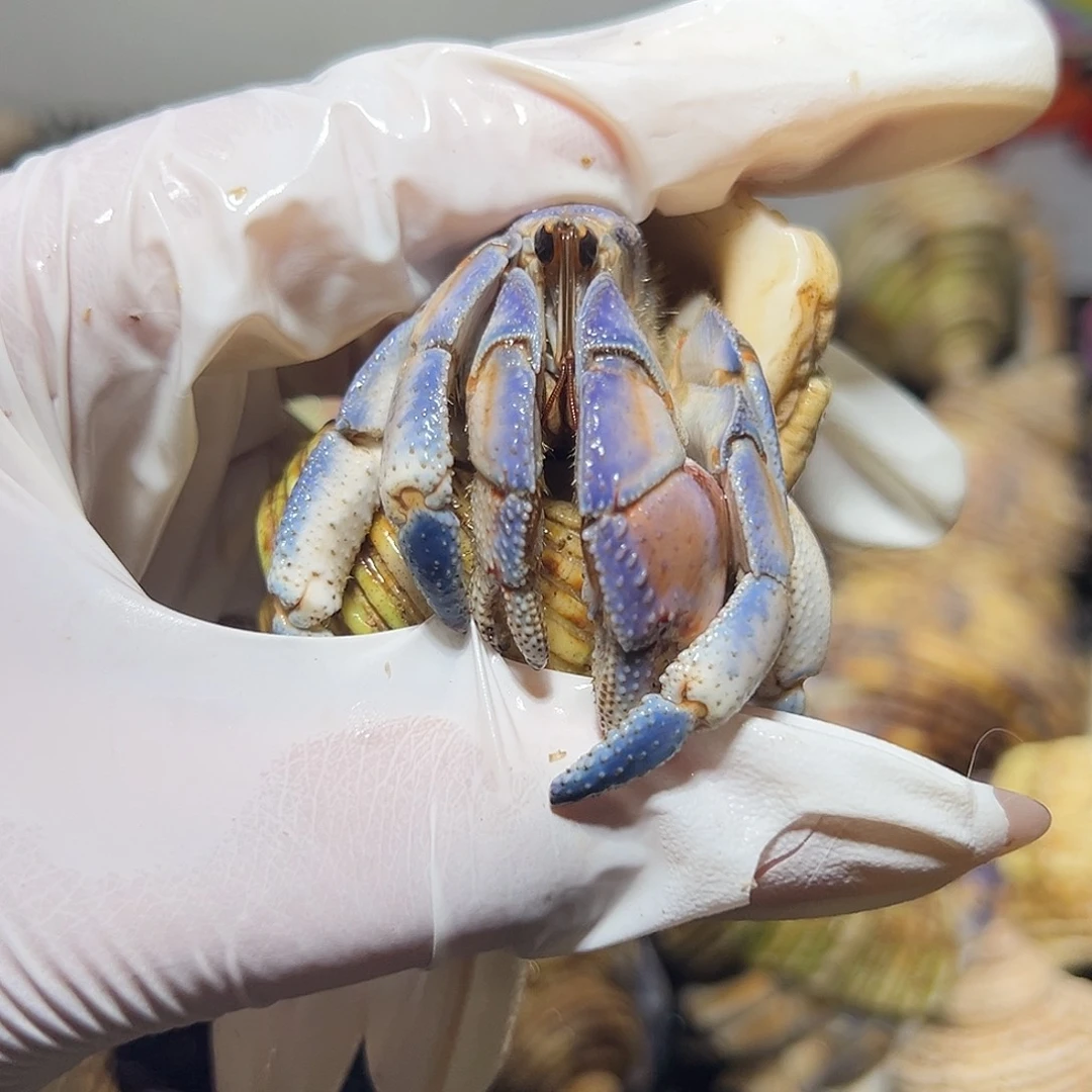 淡色蓝天白云紫陆口径2.6口