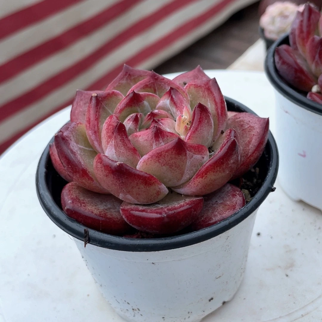 夜魔侠新疆包邮多肉28.8