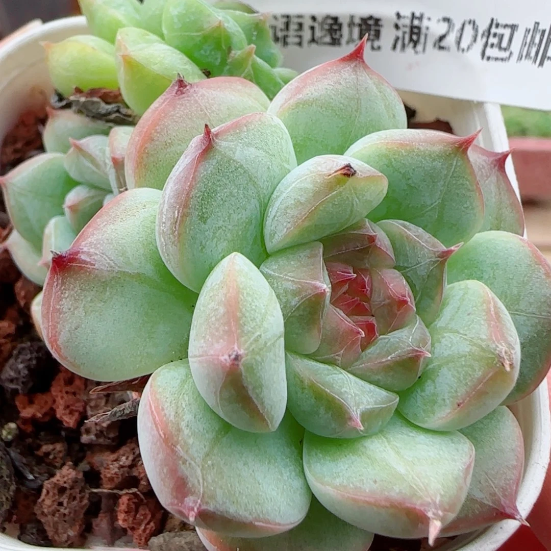 花语逸镜0923-58糖心