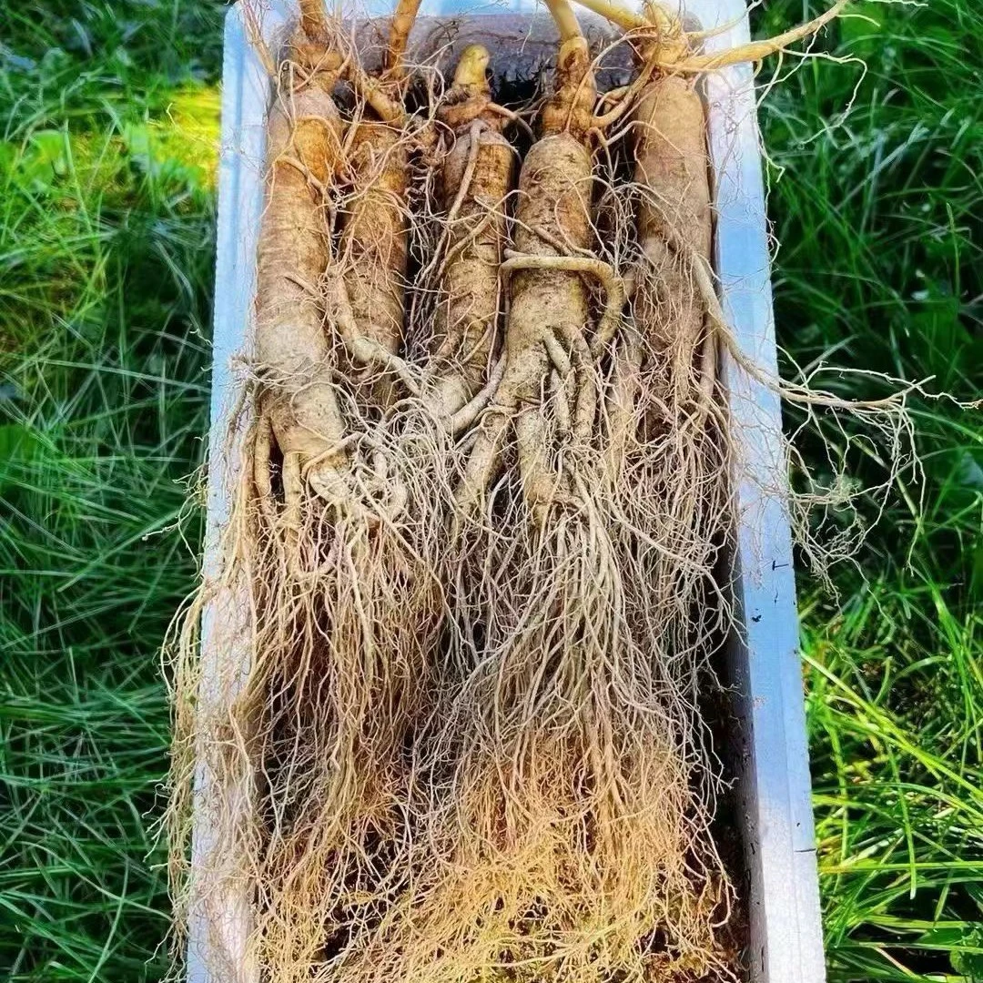 5_6支新鲜人参带土一物一图炖鸡煲汤泡酒