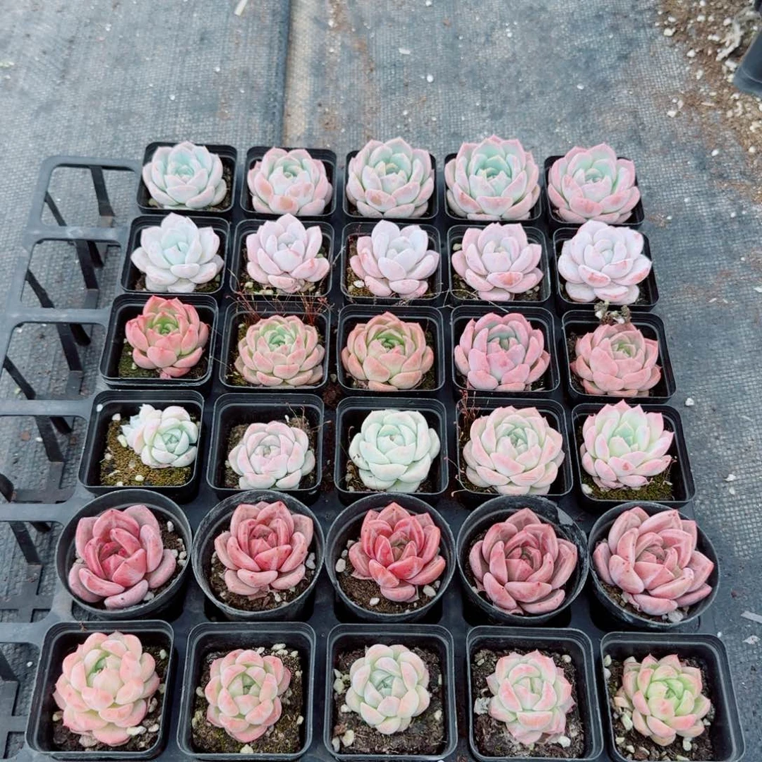 六一快乐呀1-2（左五）