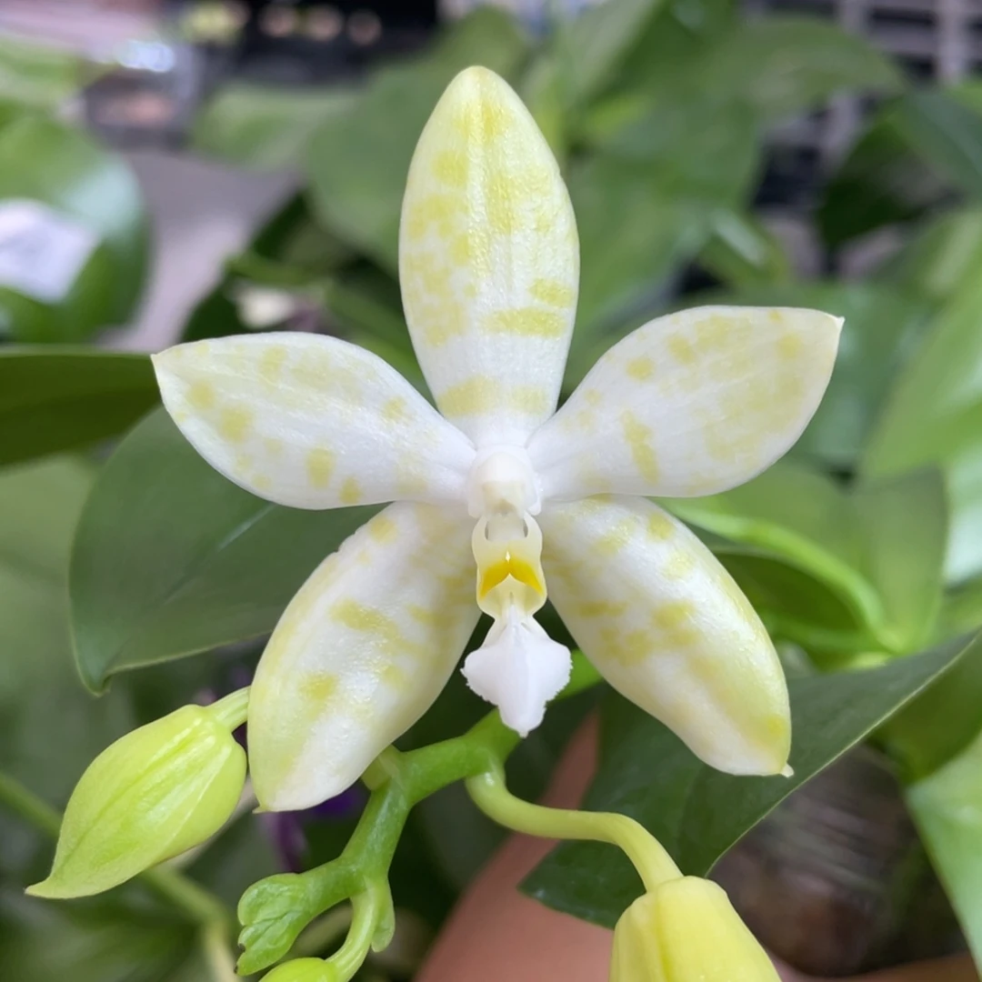 完全开放漏133333333