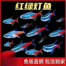 红绿灯小型灯科热带观赏鱼淡水宝莲灯鱼好养活体群游鱼娃娃鱼