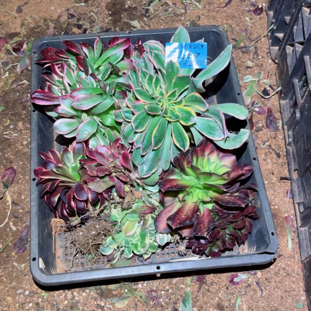 金*组合4922多肉植物