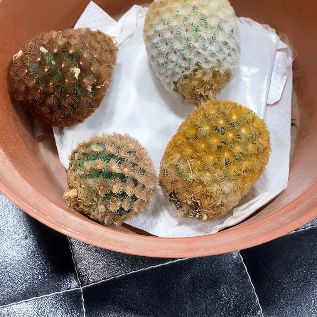 铛**铛佛头嘉文丸仙人球4棵