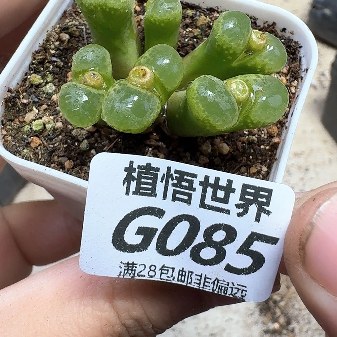 多肉植物的人生fgb