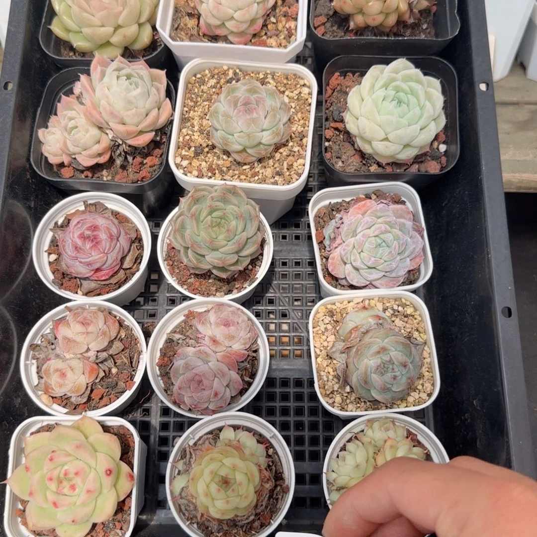 框拍框拍0219-115