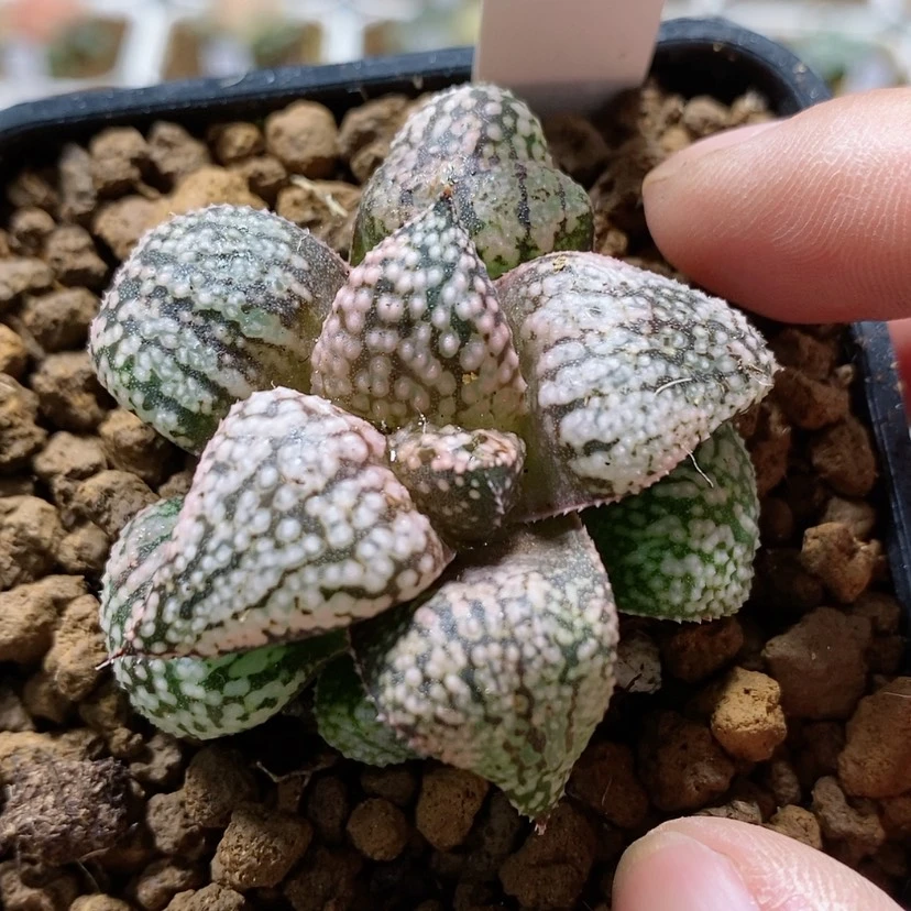 【闪购商品】1铂金
