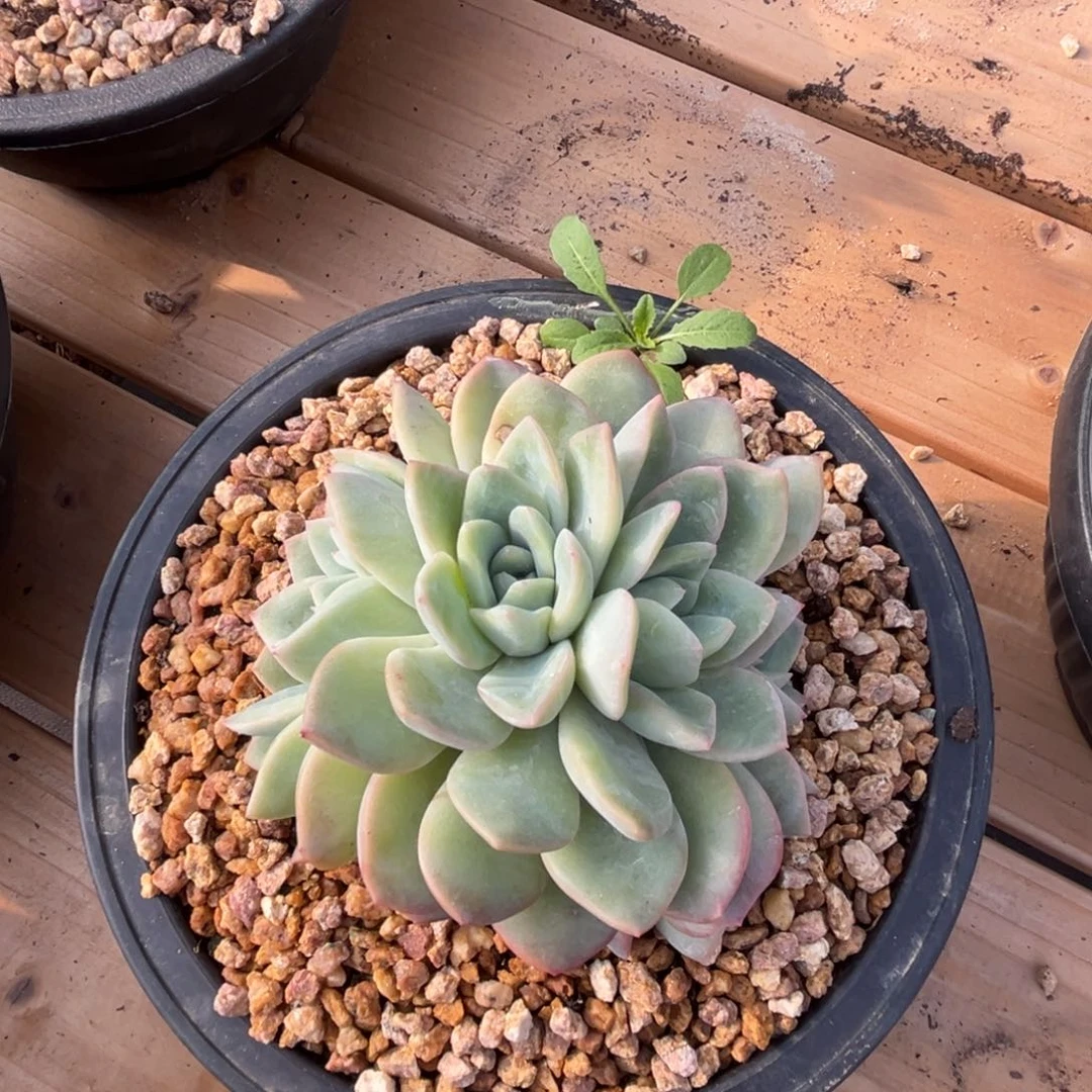 泡芙朵朵缀多肉植物