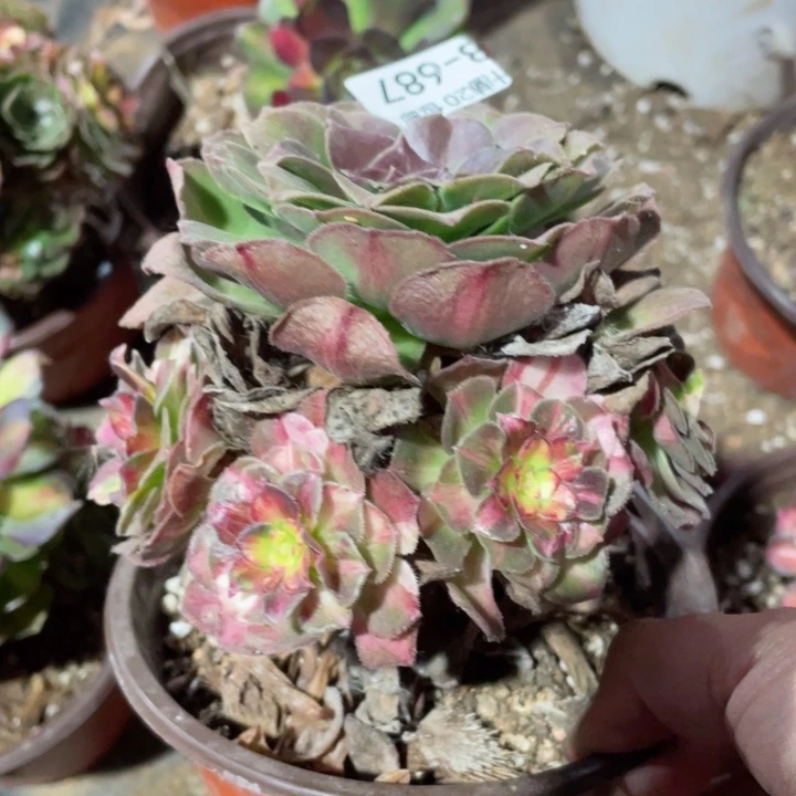 687龙鳞多肉123456789