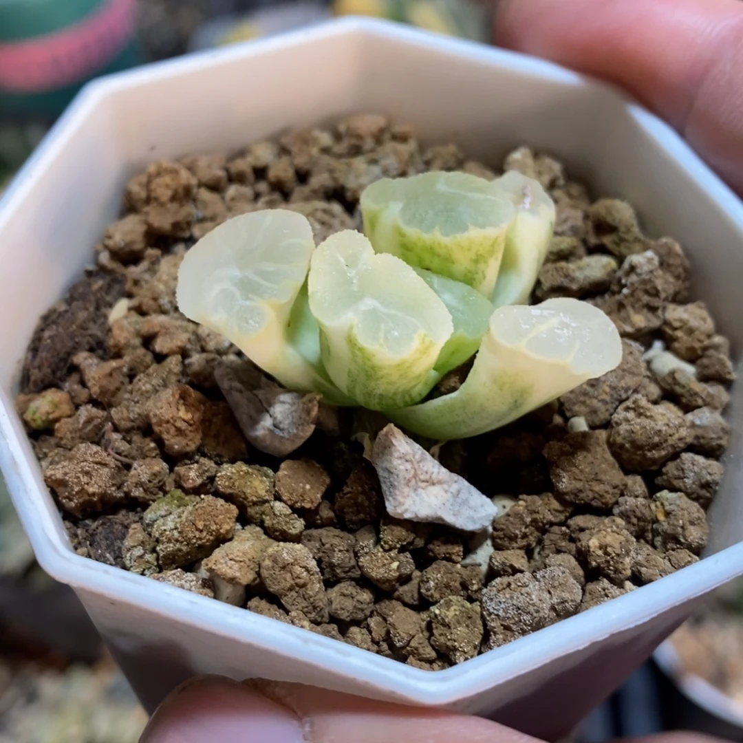 一颗万象锦 元旦福利