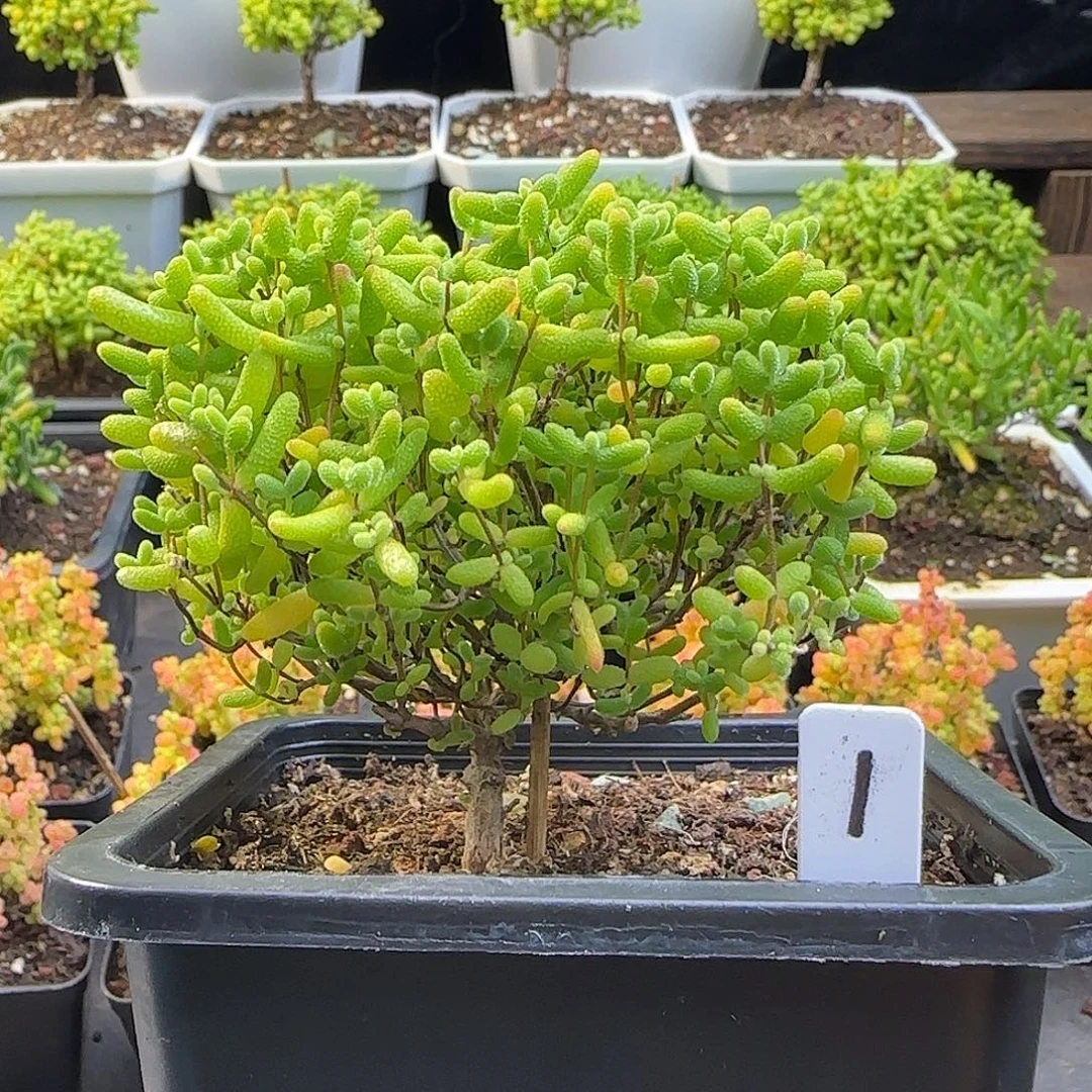 蜜橘糖球一物一拍