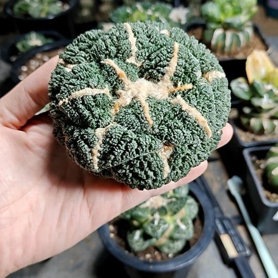 落地有根点哥斯拉牡丹6.2单尤