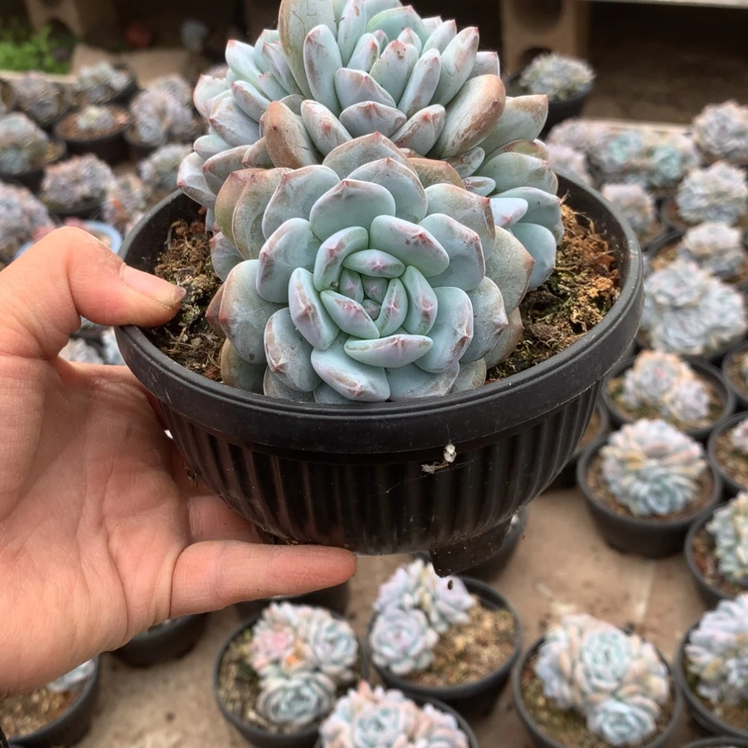 无花朵哈哈哈哈哈哈哈无砍19