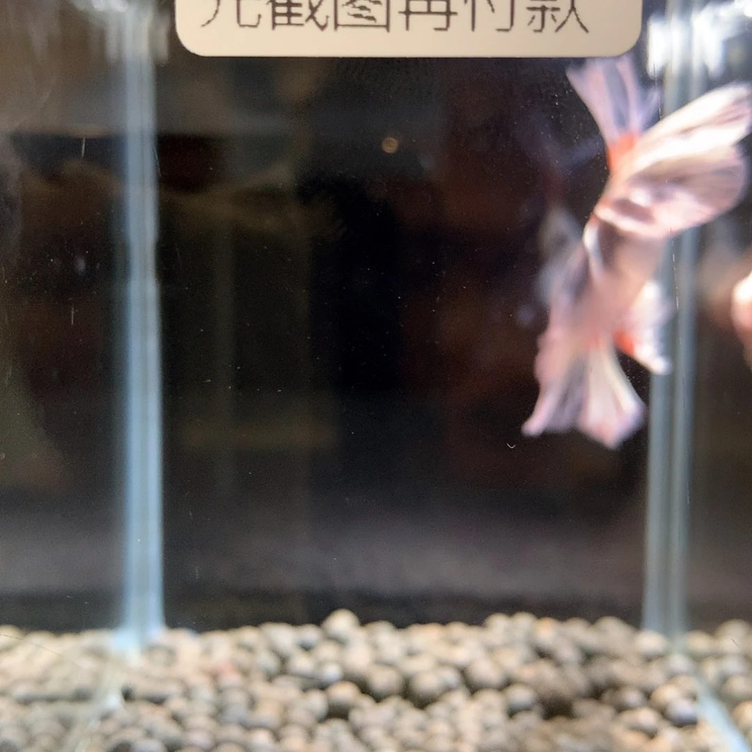 ❀***声海水鱼七弟泰国鬥魚37