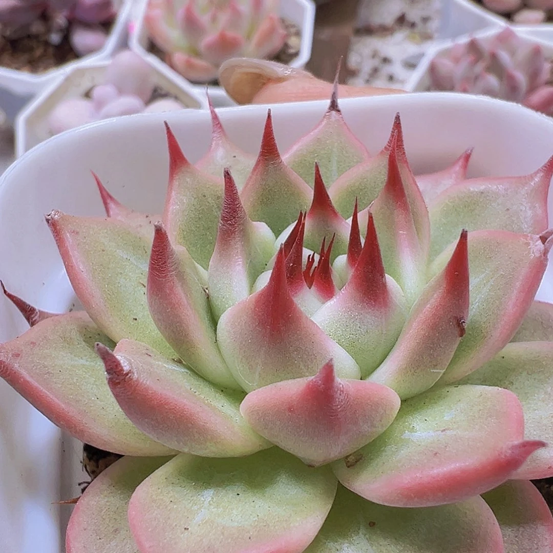 托斯卡19包邮多肉