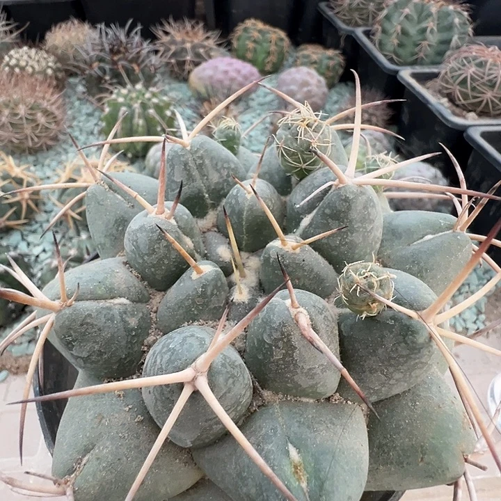 象牙。 自根养定。