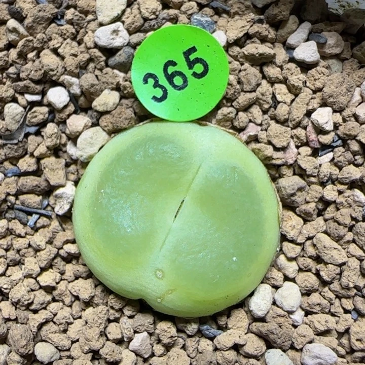 拉登2.2+点多肉植物365