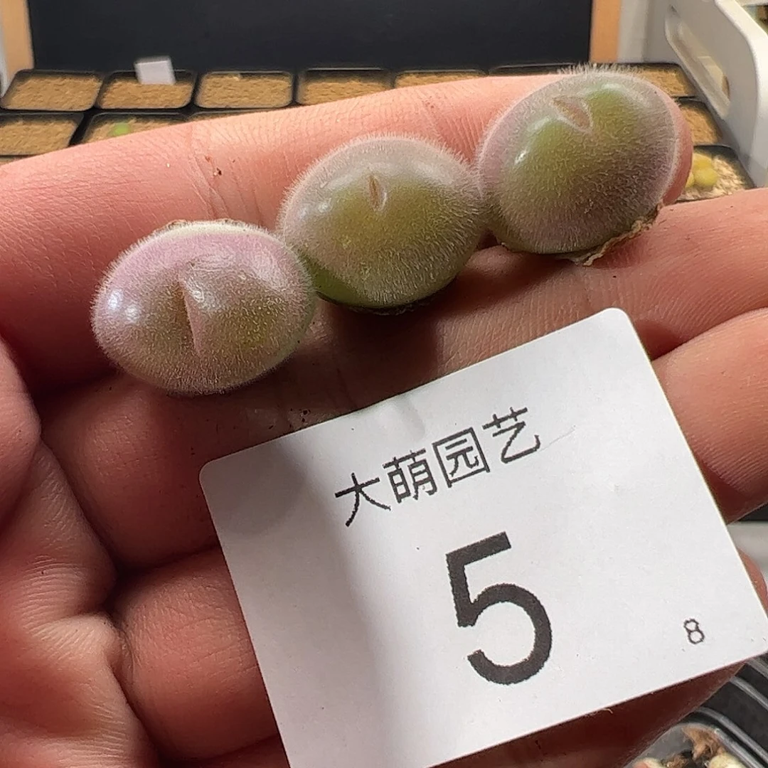 00005 一物一拍……