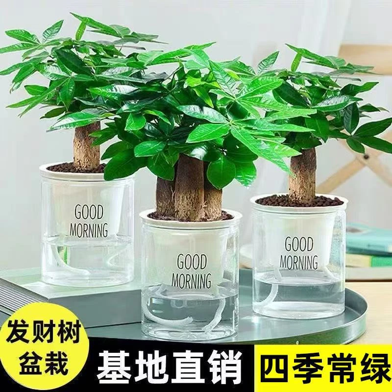 发财树盆栽植物室内办公室好养绿植水培客厅小盆景四季常青吸甲醛