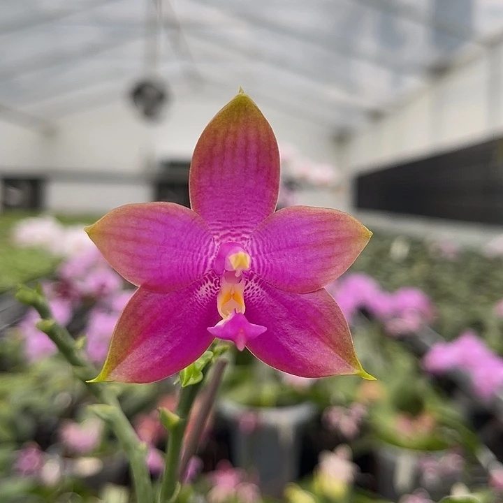 当前无花栽培后可以开花amm199  718