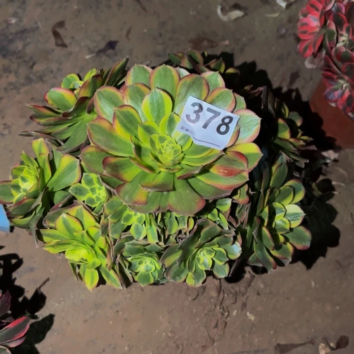 378宽锦奶白多肉植物不售后