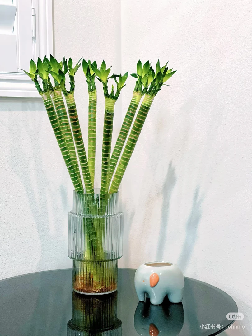 云南精选龙头竹