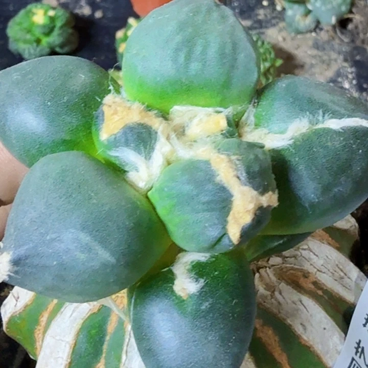 无花朵福利苗接大尤蛋542