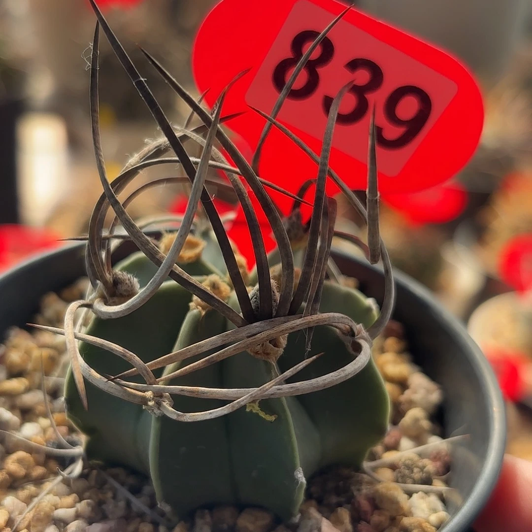 仙人球实生水牛角