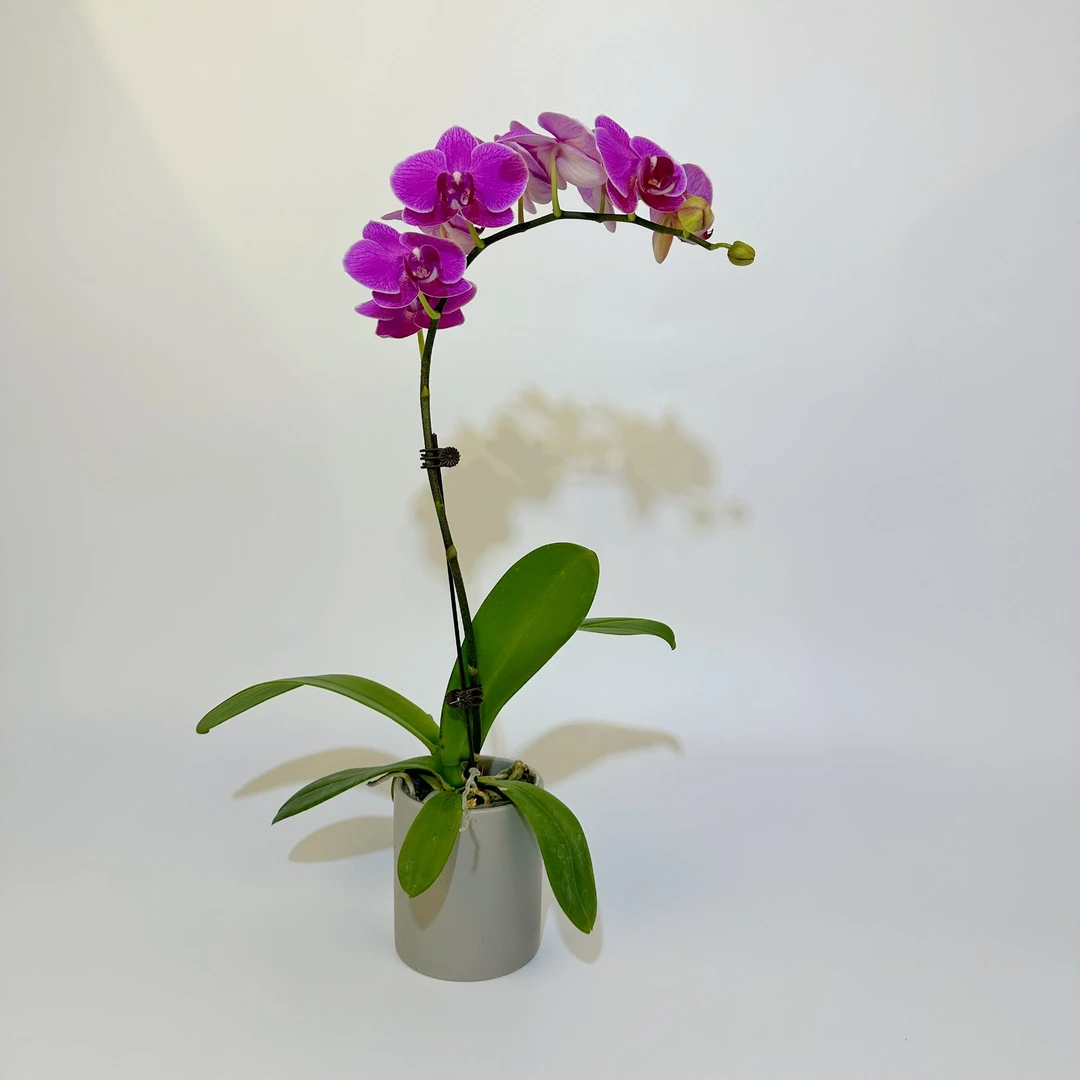 【夜萝莉】蝴蝶兰花卉绿植美观趣味办公室前台客厅春季冬季
