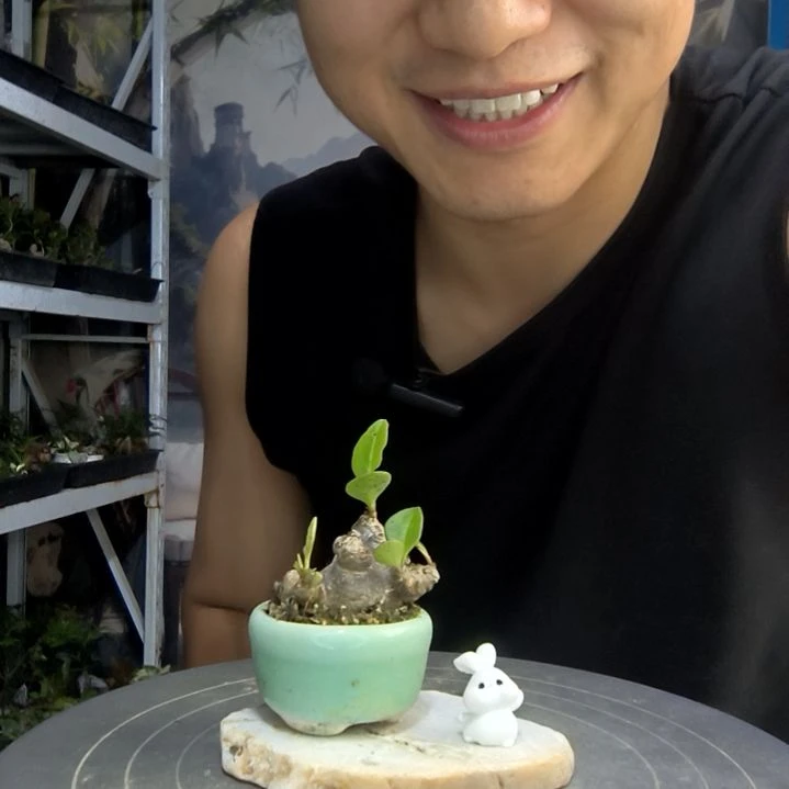 小*条中青园艺一物一拍155