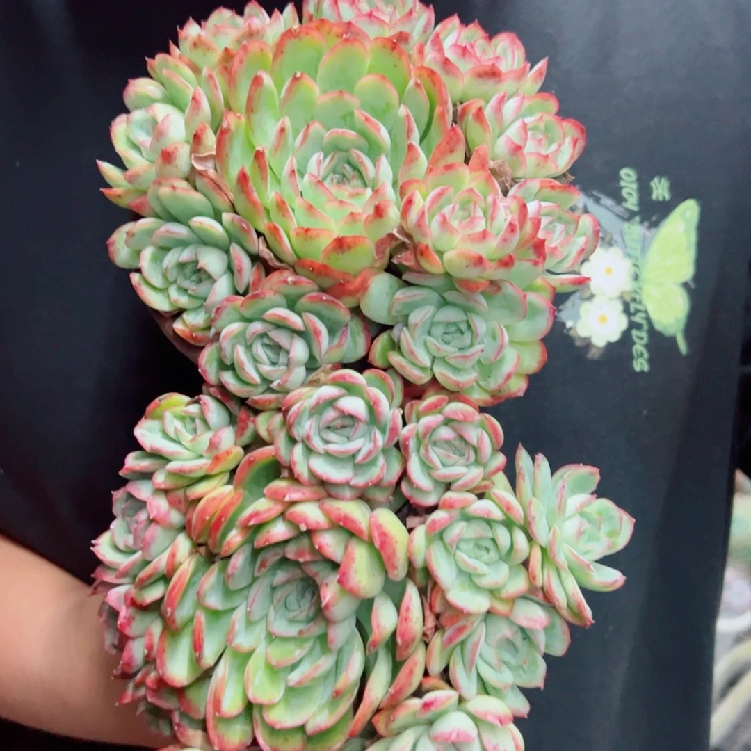 草莓冰手捧老桩两盆