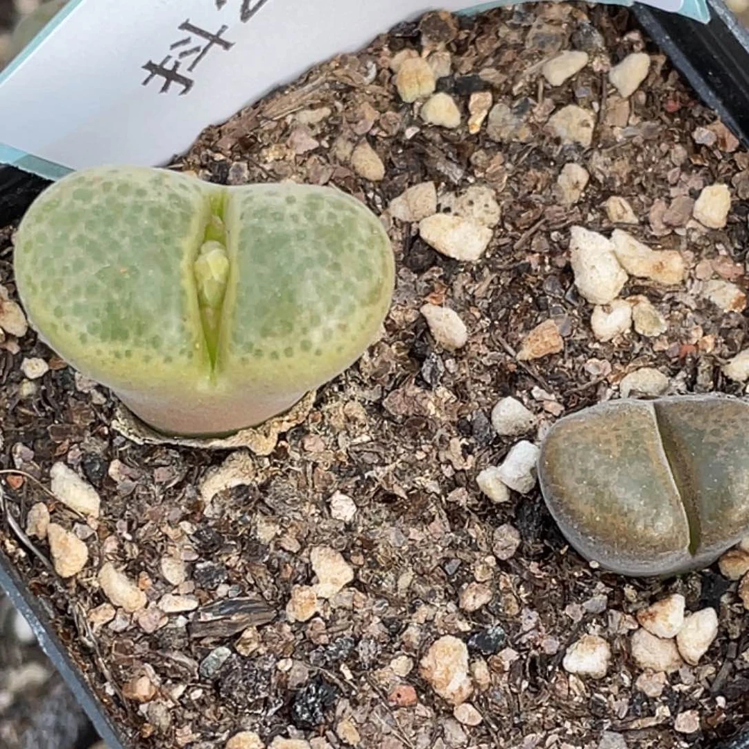 25-105风铃多肉植物