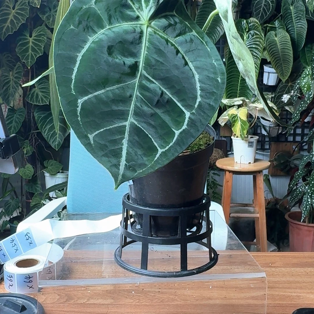 基***猫完全开放一物一拍X53