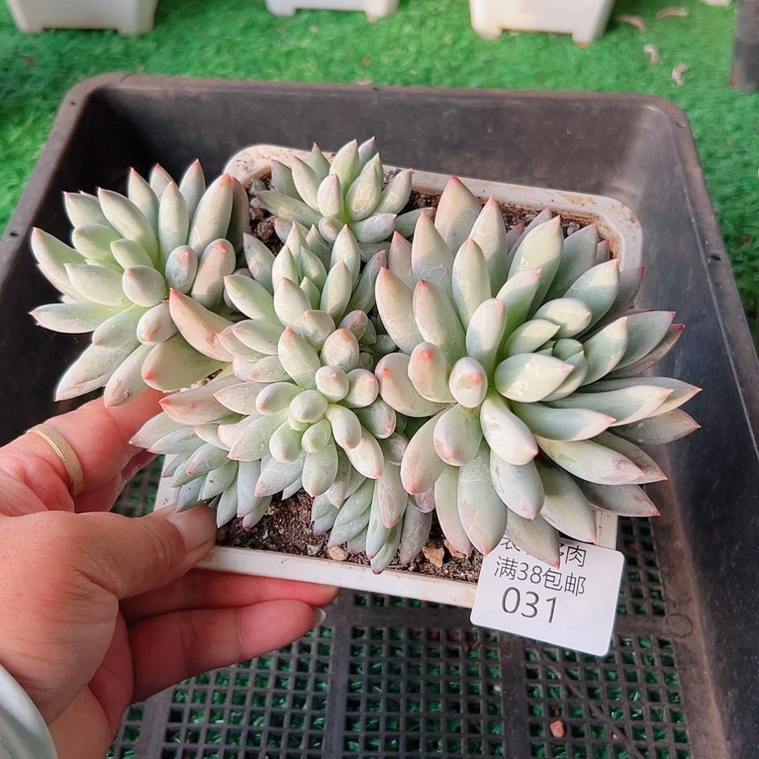 多肉一物一拍植物031