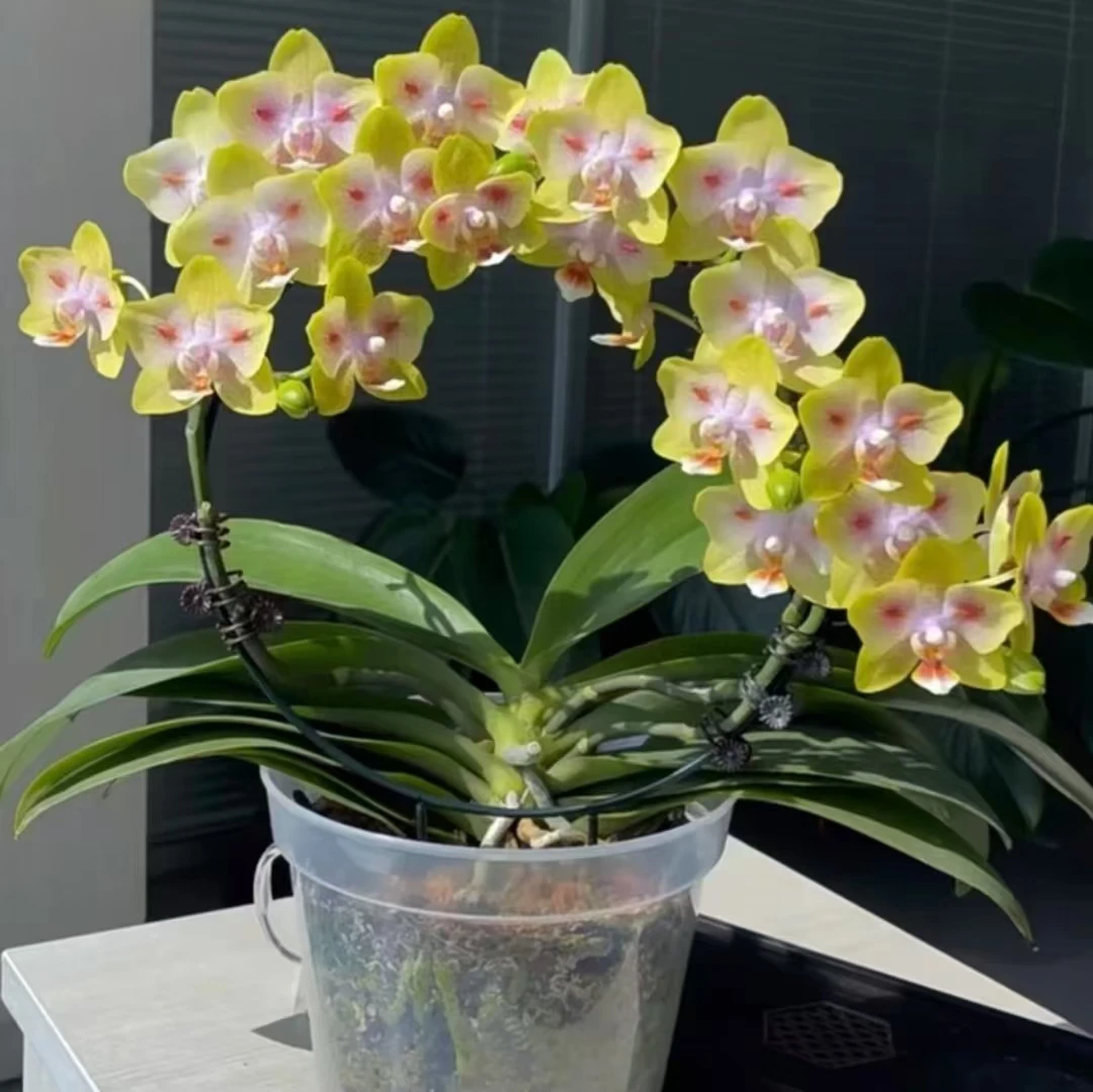 浓香带剑【海绵宝宝】2.8寸杯金黄蝴蝶兰叶片瑕疵【全店满两颗发货】