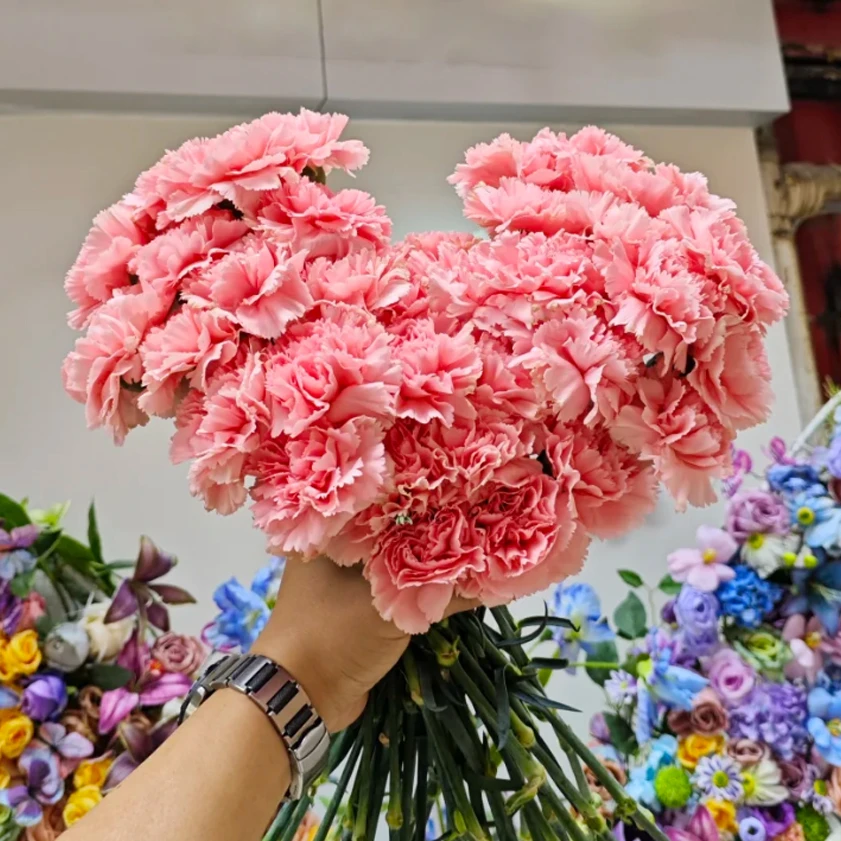 【520专属鲜花】康乃馨礼物云南基地直发鲜花家用插花