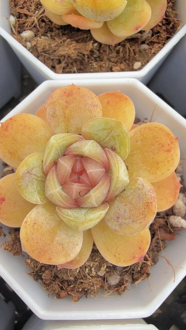 彩恋（满9.9包邮）