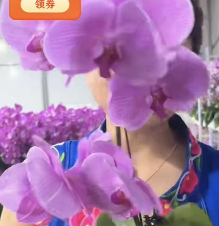 蝴蝶兰——(倾城)，