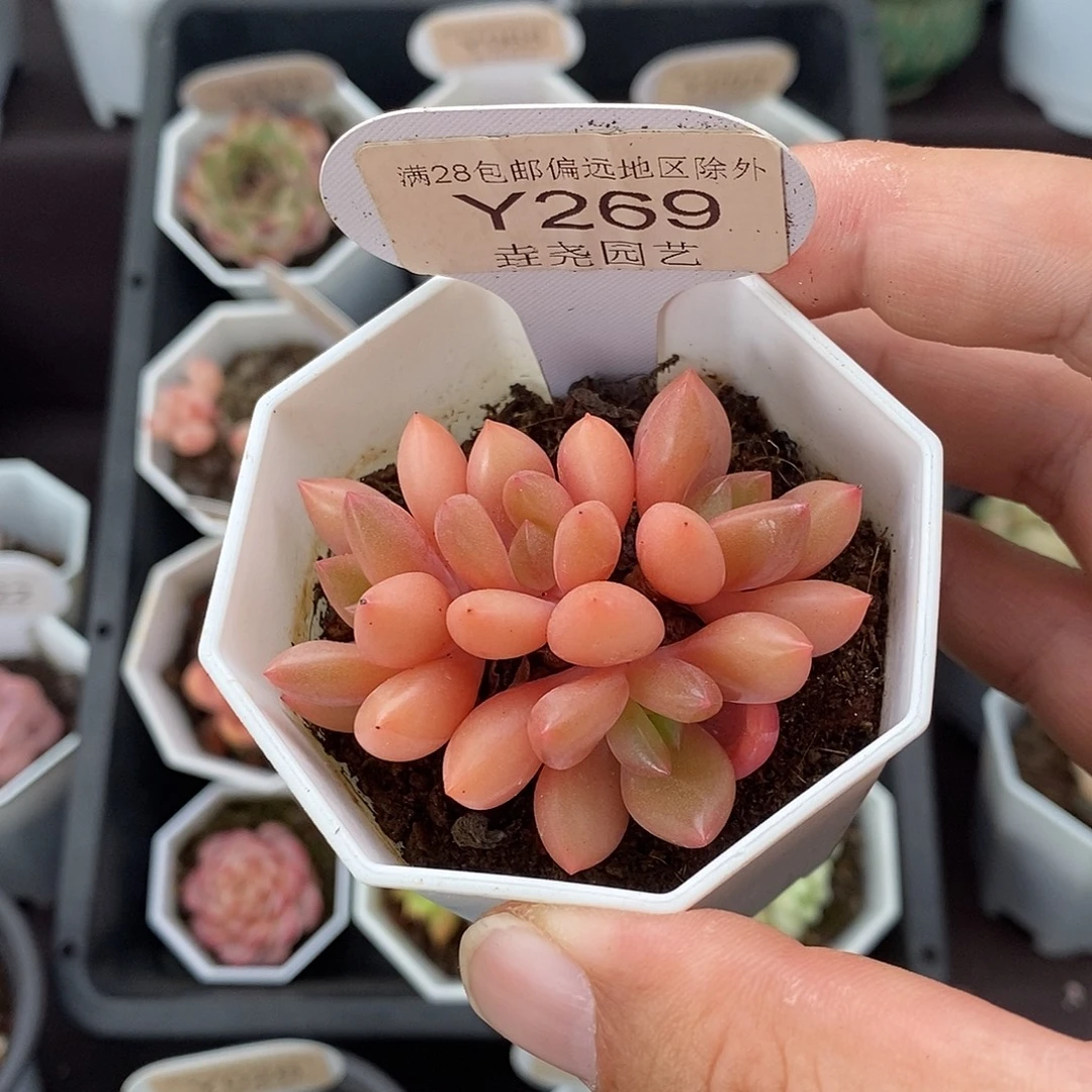 0269 桃花源 5cm