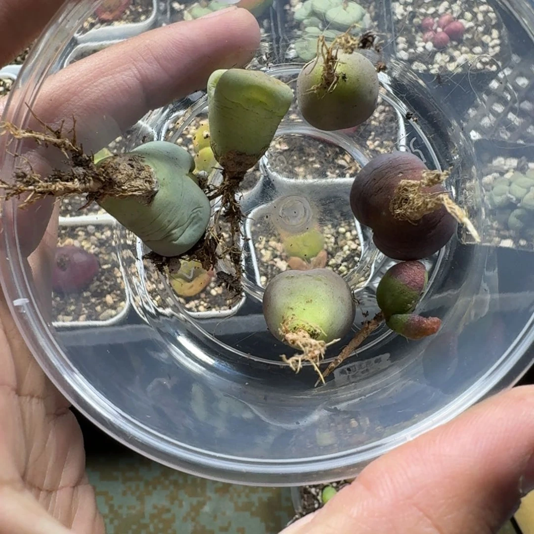 锦***子3241。 生石花一组