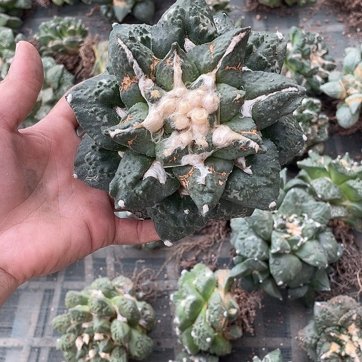 自根中筋牡丹杂瑕疵特价